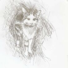 Hofkatze