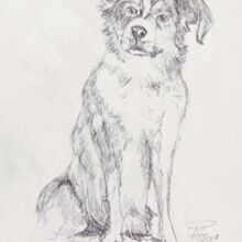 Hund