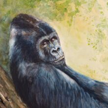 Gorilla
