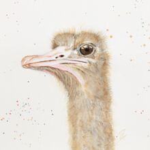 Vogelstrauß